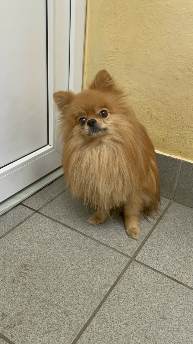 Срочно нужна помощь в поиске шпица!!! Малыш потерялся ?...