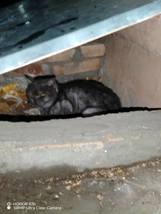 Дорогие Бородинцы!
Прибился котик, очень красивый.
Уже ...