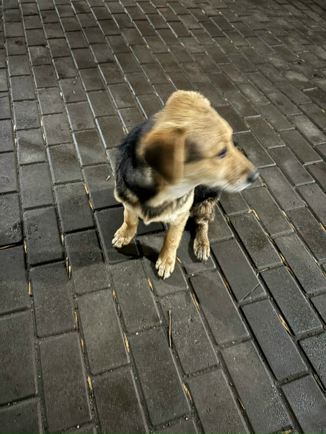 дорогие жители спутника, если кто-то что-то знает про э?...