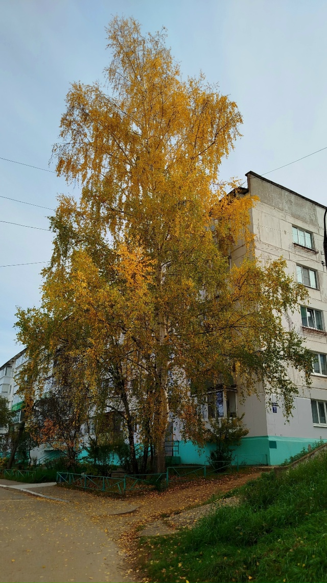 В городских дворах🍂🍁🍂
Автор: Светлана Льдокова