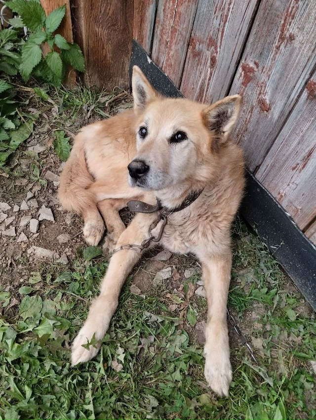 Животные
1. Потерялся котик в районе Шанхая, просьба со...