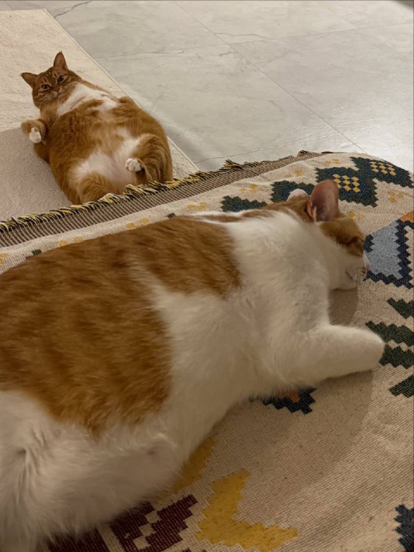 Ты ответешь за кражу моево чиловека, рыжий розлучник!!!!!!