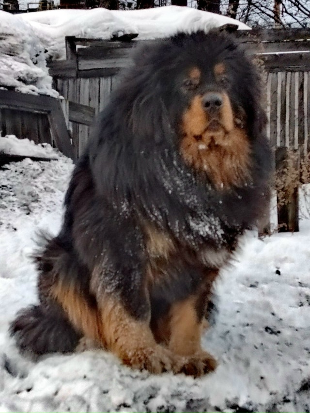 СОСНОГОРСК !!! ПРОПАЛА СОБАКА! ДЕВОЧКА МАТИЛЬДА! 🐕
Убе?...