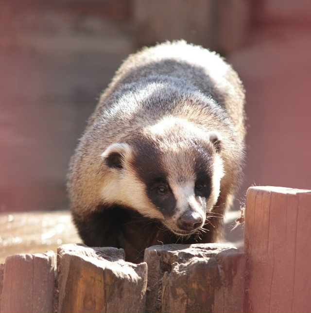 В Екатеринбургском зоопарке животные активно готовят?...