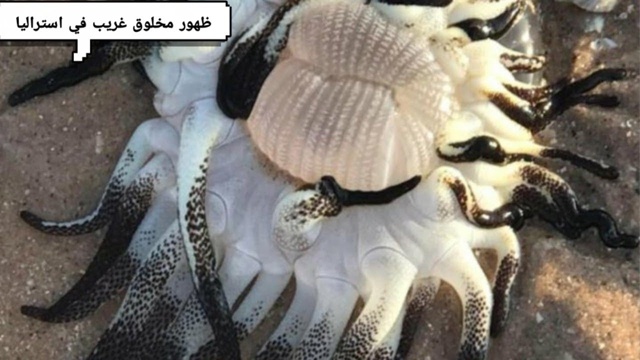В Австралии обнаружили морское 