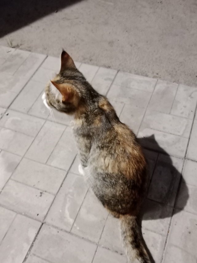 Может у кого-то потерялась кошечка? Район ПМК, или може?...