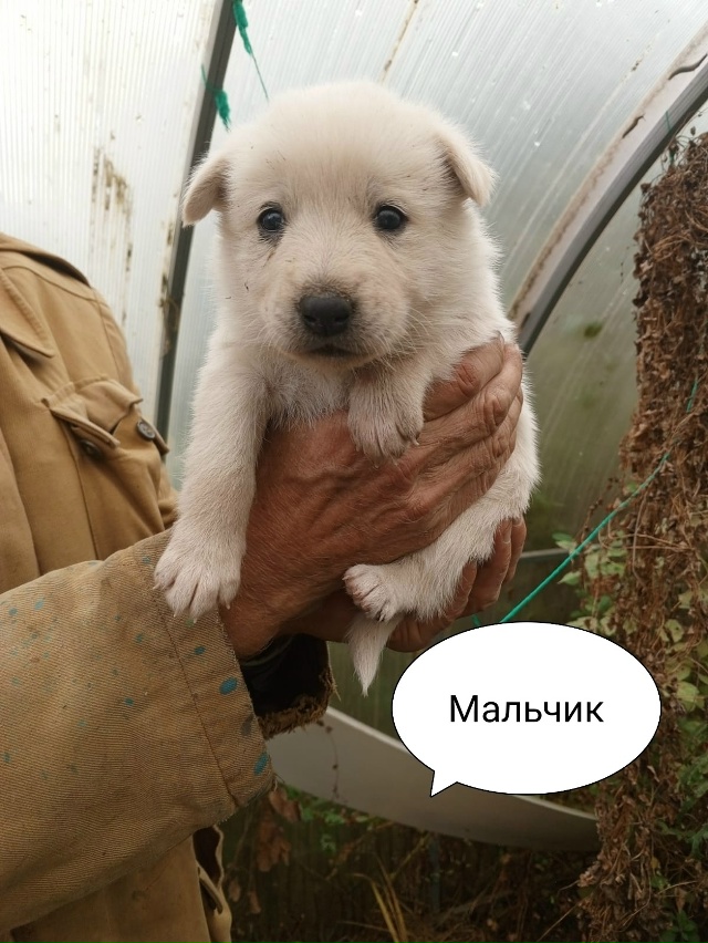 Очаровательные красавчики-карапузы срочно ищут дом! ???...