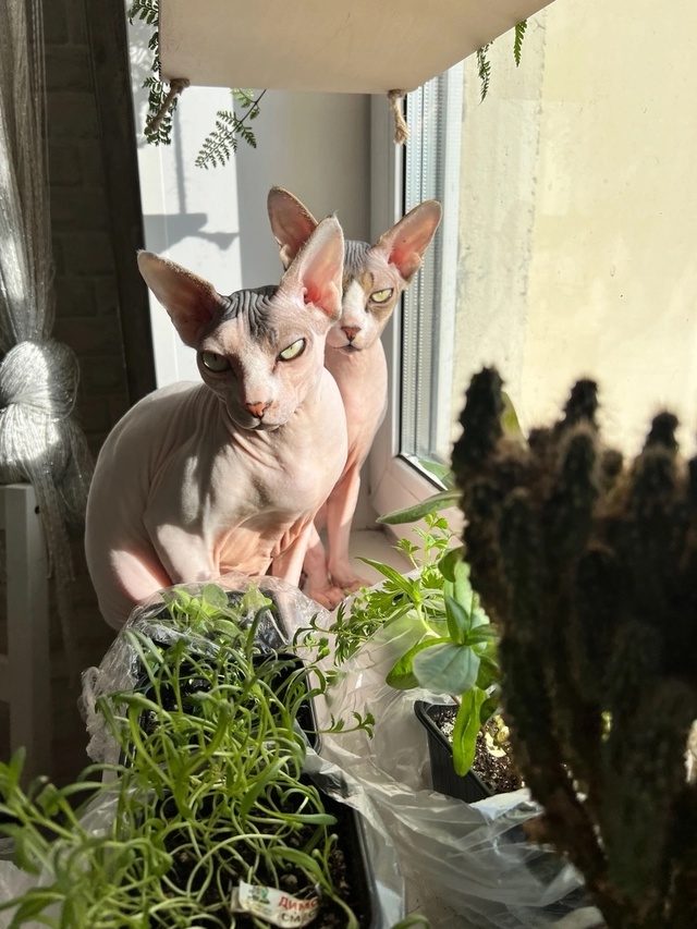 Тут снова мы-Иззи и Ви!
Года идут ,а кошки не взрослеют???...