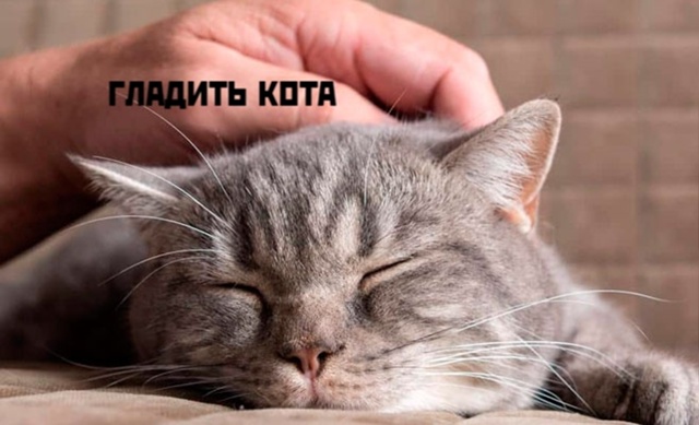 Коты-самое лучшее лекарство❤