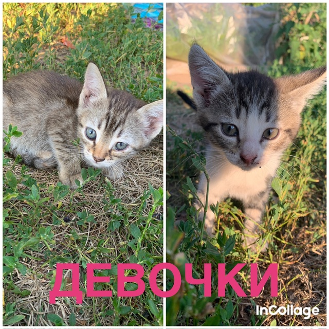 11 беспризорных кошек: из них 7 котят и 4 взрослые кошки о...