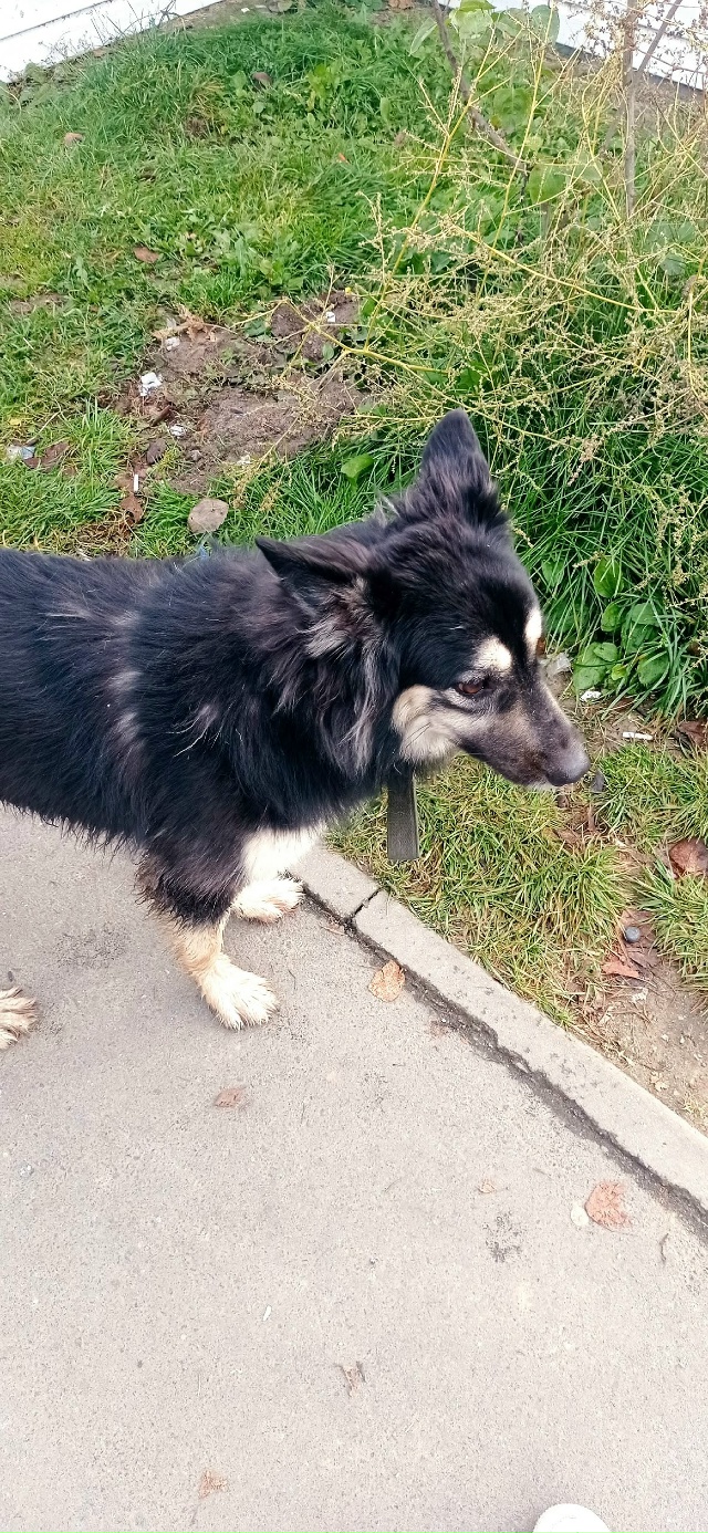 Кто потерял собаку, сейчас находится у красного белого...