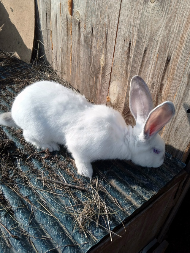 Продам двух крольчих и крола колифорнейской породы и ш...