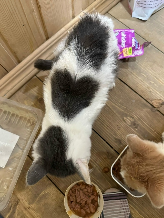 Кто-то сможет взять на 4 дня здоровых котят на передерж?...