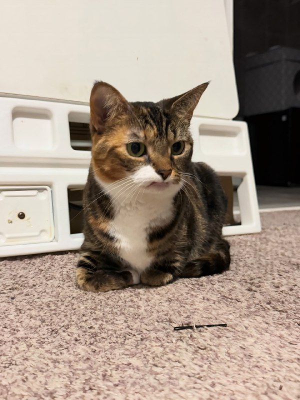 У этой кошки по кличке Прелесть нет двух верхних клыков, из-за чего она жёстко завирусилась в инете