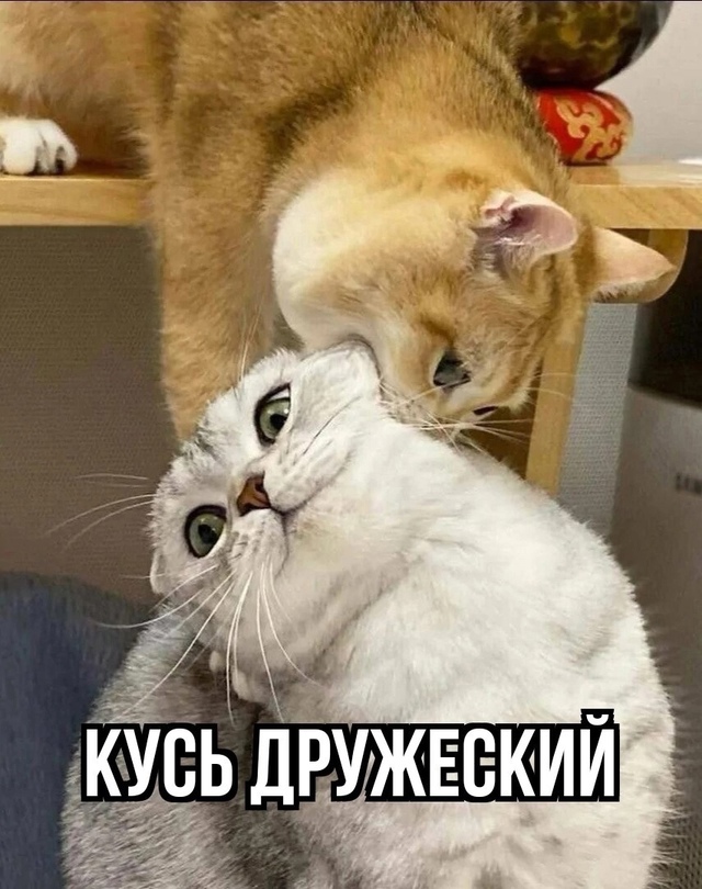 Последний надо назвать: наркоманский кусь