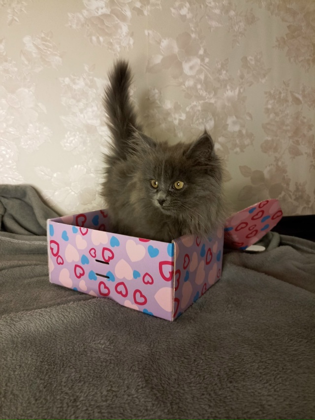 Ищем новый дом замечательной малышке. Кошечке около 2 м...