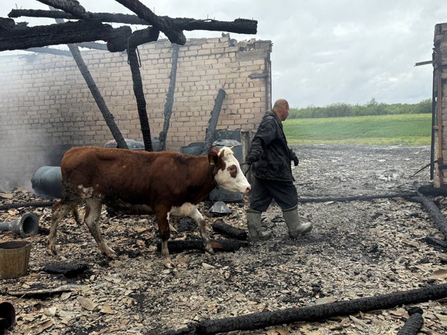 Коров и телят, спасённых во время пожара фермы в Велико...