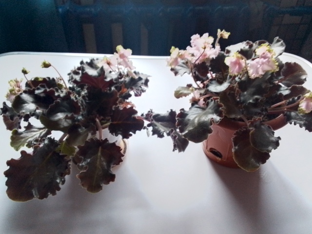 Анонимно
Продам фиалки в плошках, цветущие не требуют ...