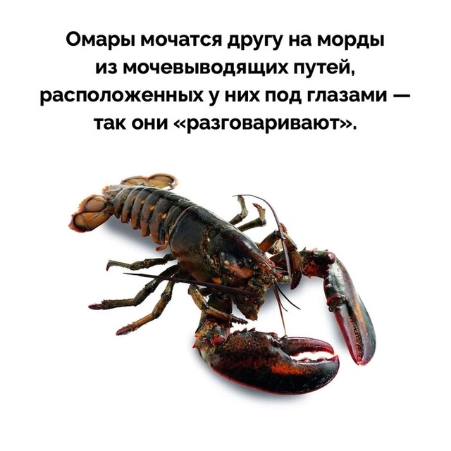 Подборка фактов.