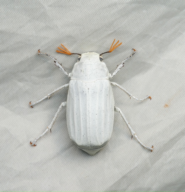 Это, на секундочку, самый белый жук в мире (никакого рас...