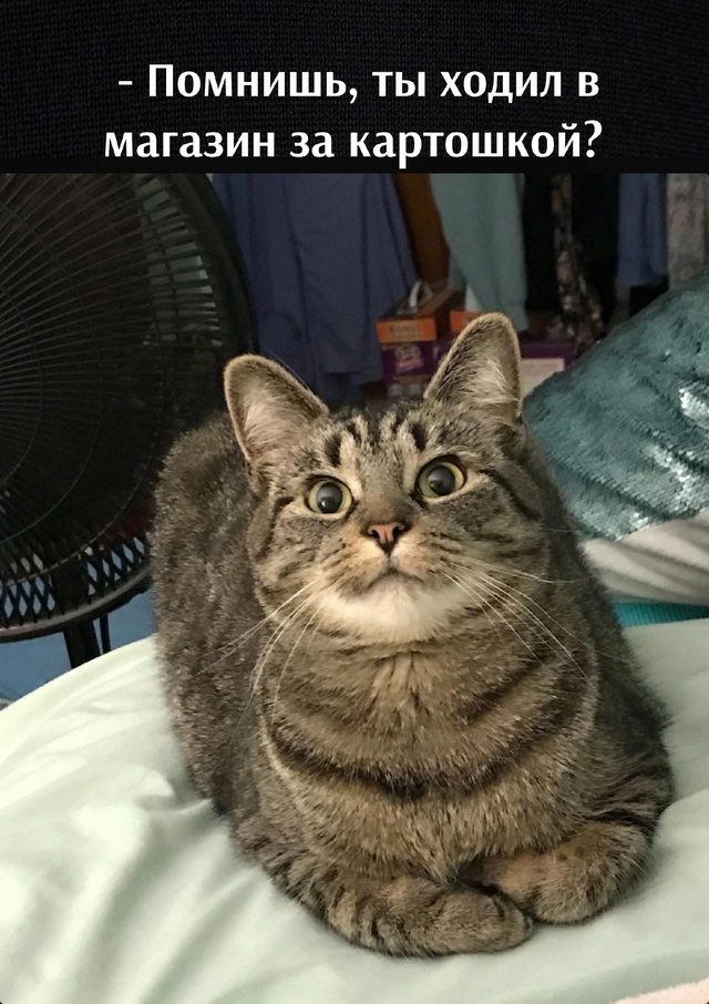 =»»