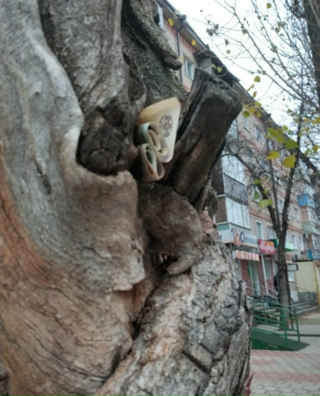 В Семилуках, на улице Чапаева, были обнаружены свернут?...