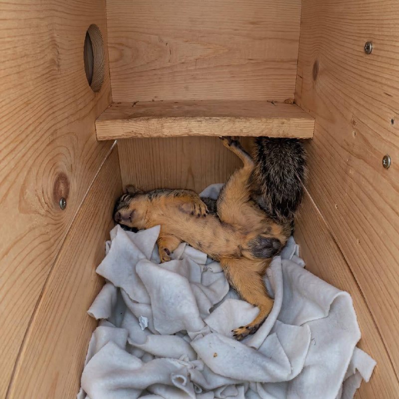 Как спят белки 🐿️ 💤