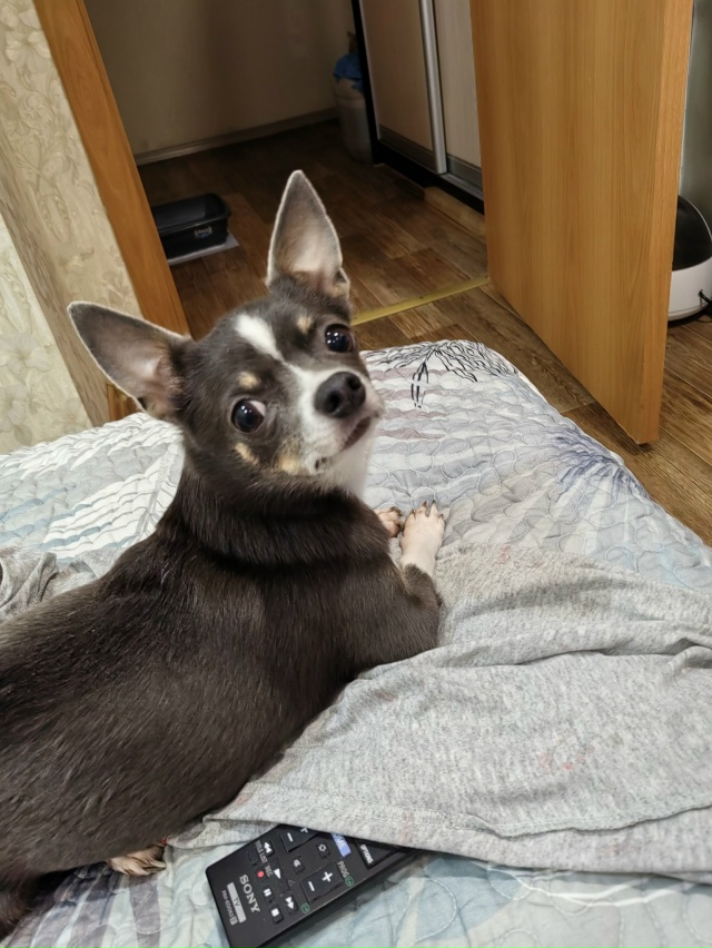 ‼️‼️‼️Продолжаю поиски, с 5 сентября , на улице Чист...