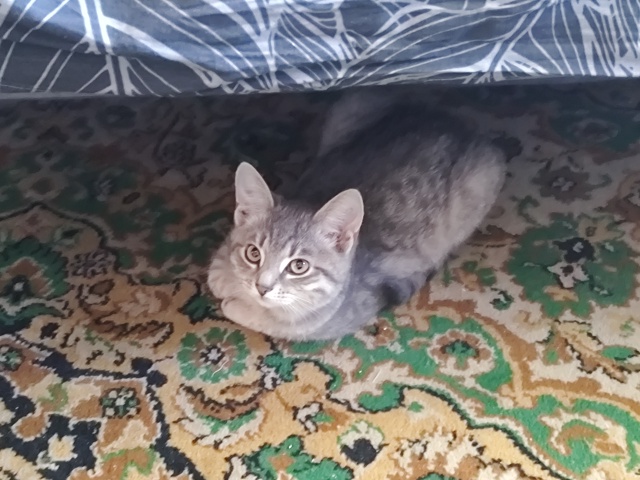 Абрикоська коська хорошая, но в последнее время как-то ...