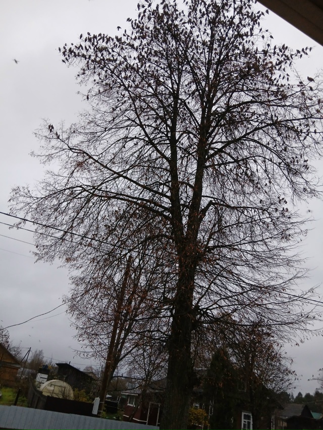 Мои утренние гости