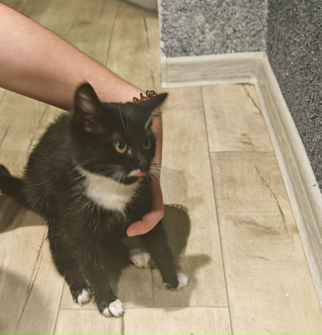 прибилась кошка на гагарина, скорей всего домашняя, ес?...