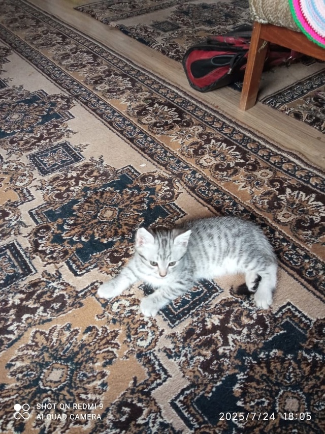 Отдадим в хорошие руки
Кушает и ходит в лоток сам:)
Пис?...