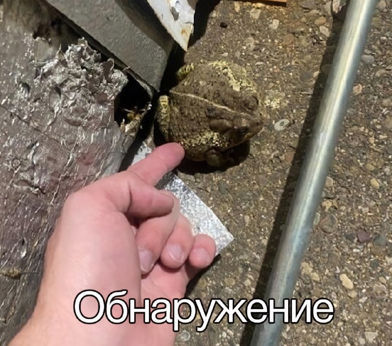Задержана до следующей среды
