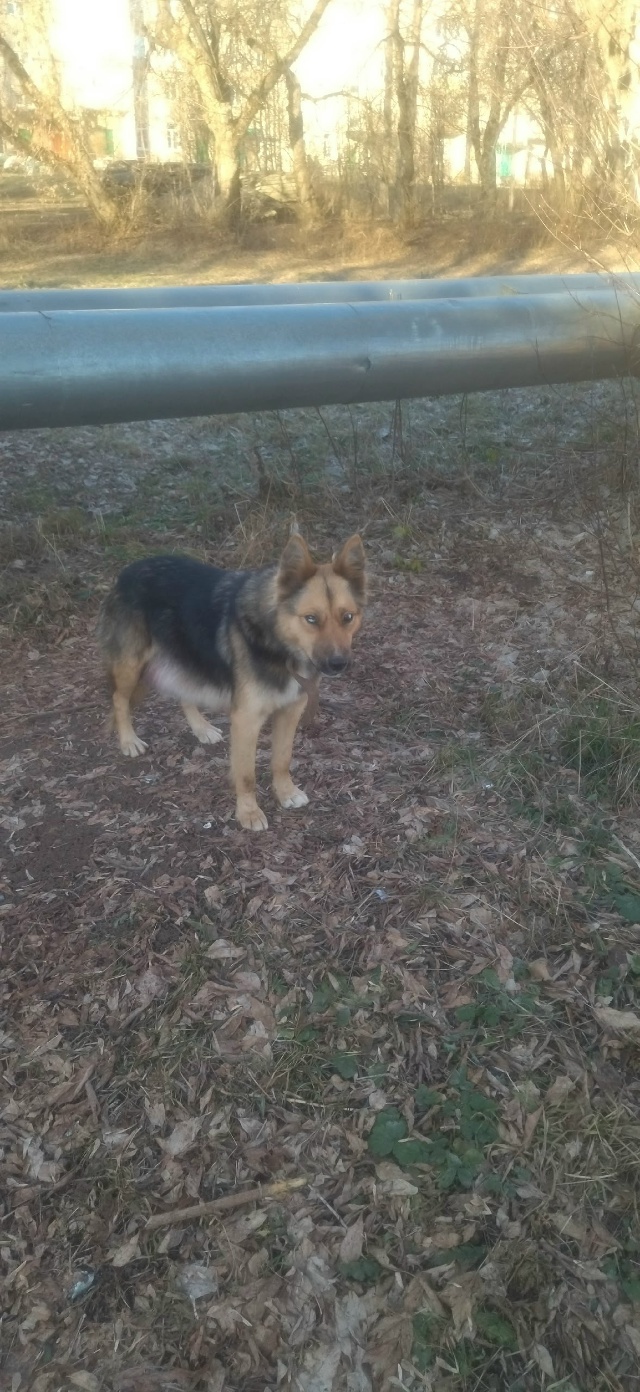 Кто знает чья собака? Недавно родила. Прибилась ко двор...