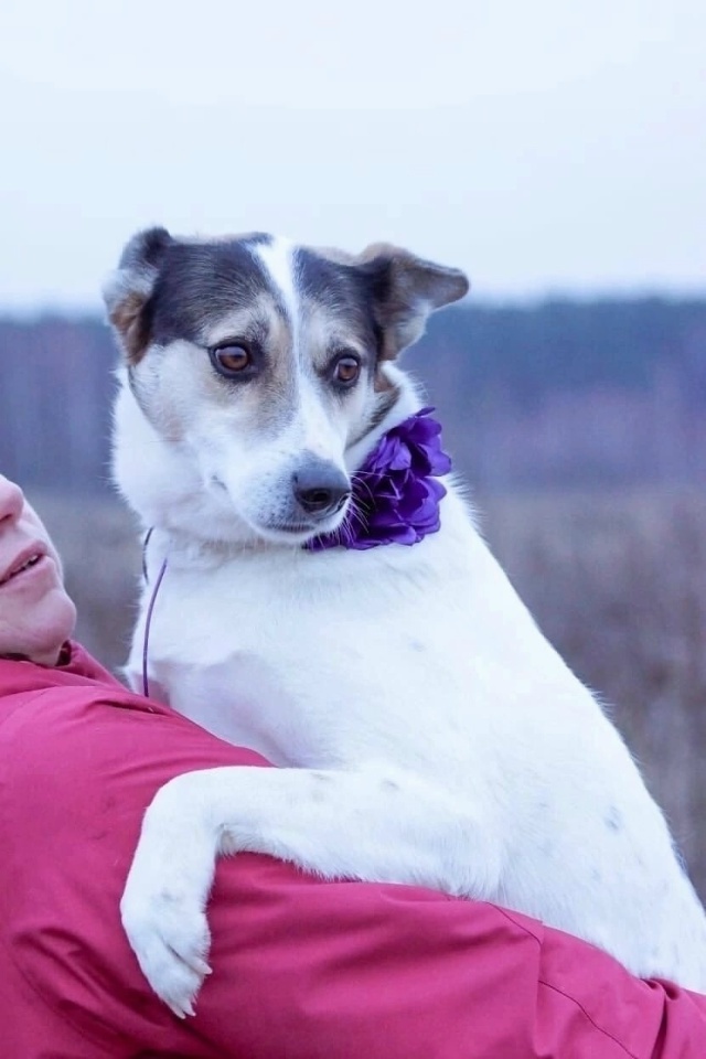 Вита ищет в Можайске хозяина!
Где ты её человек???
Почт?...