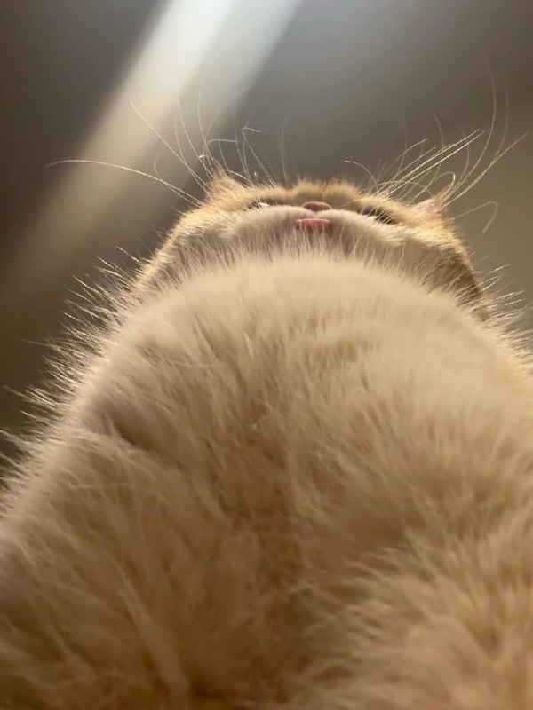 Что видит она во время кекса: