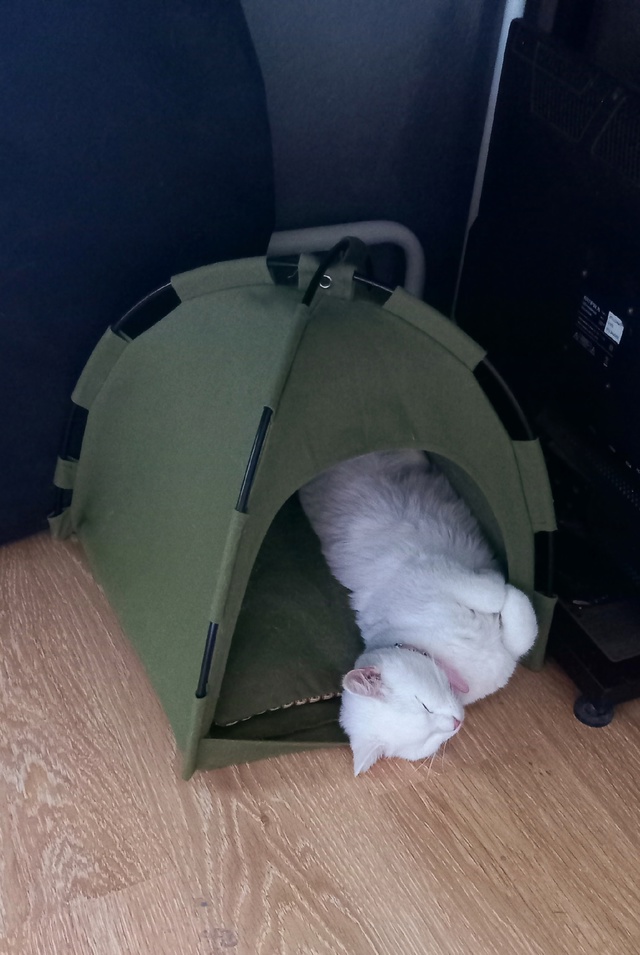 Потерялась кошка! Довольно контактная, но не ко всем. З...