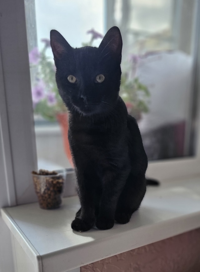 Ласковый котомальчик ищет себе новый дом ❤🐈‍⬛
Мал?...