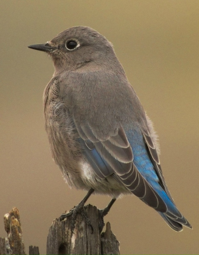 Грандала или Лазоревая птица
Самцы блистают синевой, ?...
