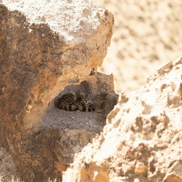 Это Андская кошка — один из самых редких и малоизученн...