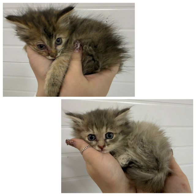 В поисках дома два маленьких, пушистых и очень ласковы?...