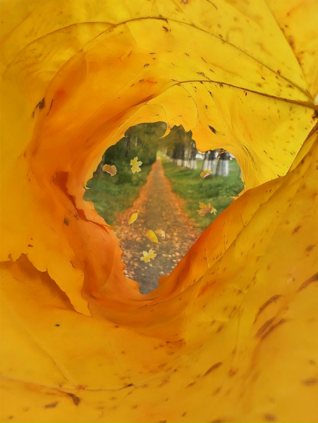 Золотые мгновения осени 🍁🍁🍁