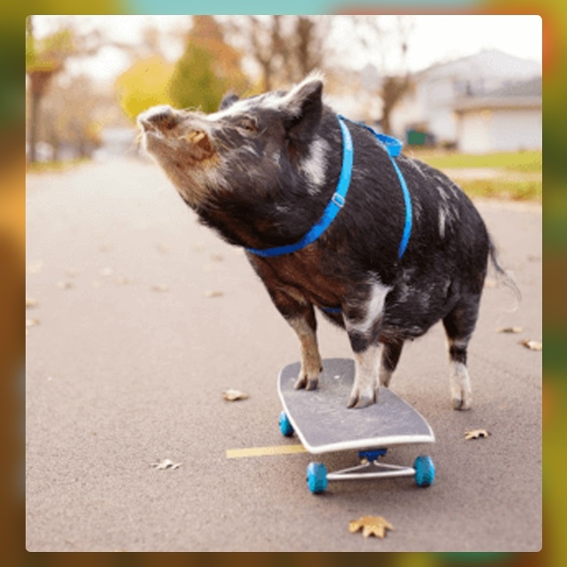 Безумные приколы
Великие амбиции могут начинаться с м?...