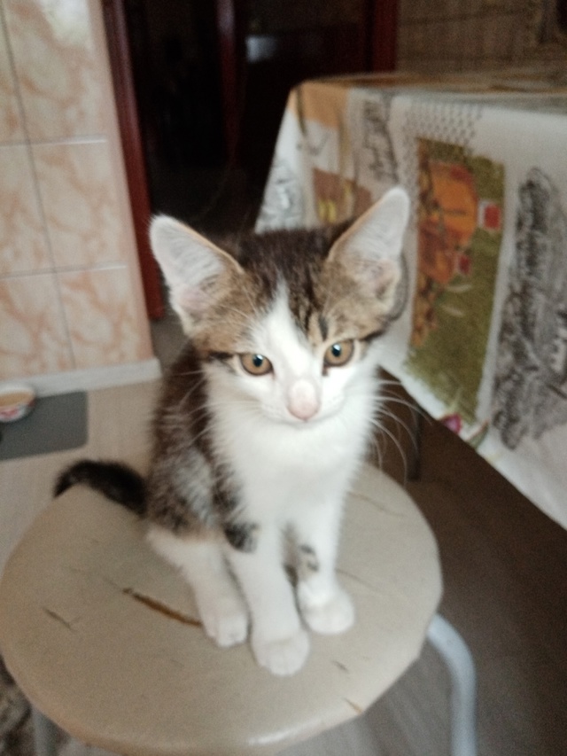 Отдадим котят в добрые руки, мальчик и девочка, ласковы...