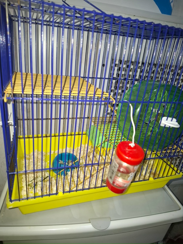 Отдам джунгарского хомячка в добрые руки вместе с клет...