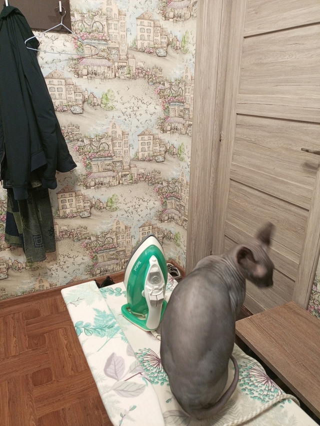 Погладь кота