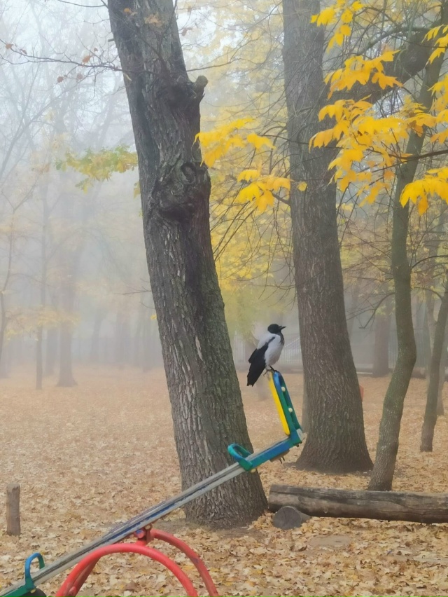 Октябрь🍁 Утро...
Туман 🌁...
Ворона на качелях.😊
Утро д...