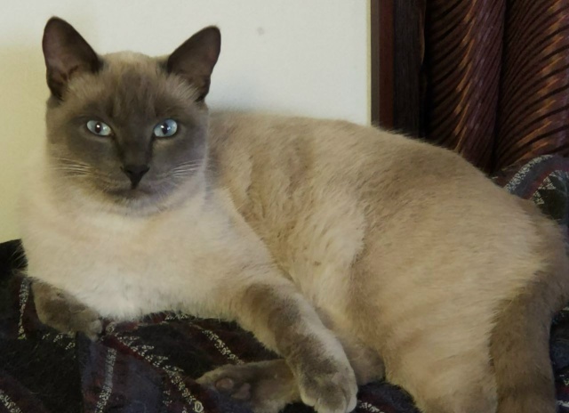 У нас потерялся кот ,  как нет его дома уже 3 недели,. Иск...