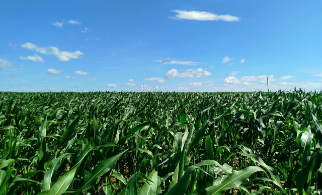 По дороге в Ольховку....🌽🌽🌽