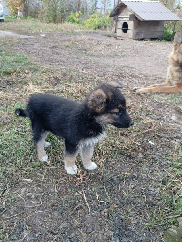 Здравствуйте, отдам в добрые руки щенят 2 мальчика и од?...
